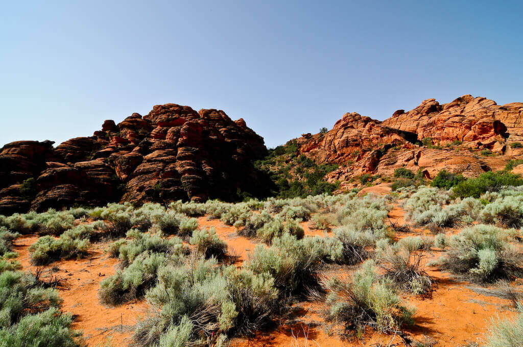 are dogs allowed in snow canyon state park